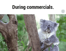 During Commercials... GIF - Commercials Koala Waiting GIFs