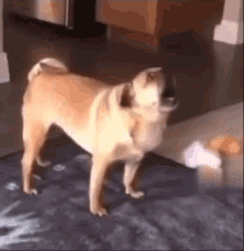 Crazy Dog Dog GIF - Crazy Dog Dog Mops GIFs