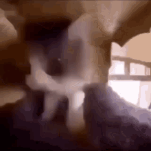 Cat Kneading GIF - Cat Kneading Vibing GIFs