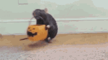 Trick Or Treat! (Mousey Style) GIF - Trickortreat Candy Mouse GIFs