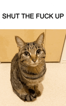 a cat sitting in front of a sign that says " shut the fuck up "