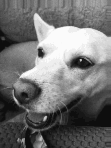 a close up of a dog 's face with a collar on