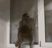 Raccoon Dancing GIF - Raccoon Dancing Bootyshake GIFs