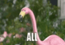 Flamingo Tag GIF