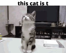 this cat is