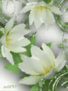 White Flowers GIF - White Flowers GIFs