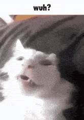 Wuh Cat GIF - Wuh Cat GIFs