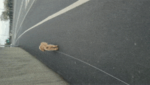 a small brown dog on a leash walking down a road