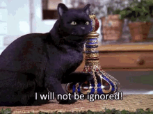 salem i will not be ignored genie in a bottle talking cat witch craft