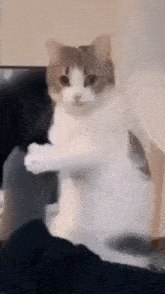 Cat-attention-please GIF