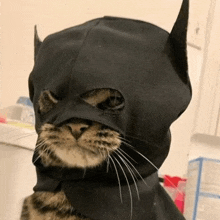 Batman Cat GIF
