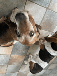 Snefred Basset GIF - Snefred Basset Dog GIFs