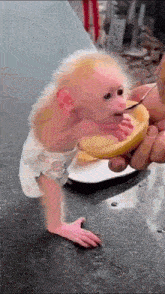 a baby monkey is being fed a lemon with a spoon .