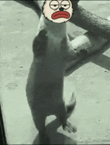 a seal with a cartoon face on its head is standing on its hind legs in front of a glass door .