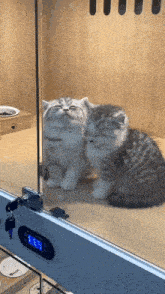 two kittens are looking at each other in a cage with a clock that says 1:55 on it