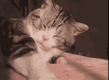 Cat кот GIF - Cat кот Good Morning GIFs