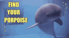 Follow Your Dreams GIF - Find Your Purpose Purpose Porpoise GIFs