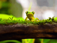 Tree Frog GIF - Tree Frog GIFs