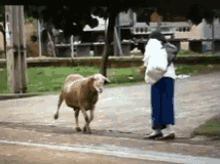 Goat Attack GIF - Goat Attack Funny GIFs