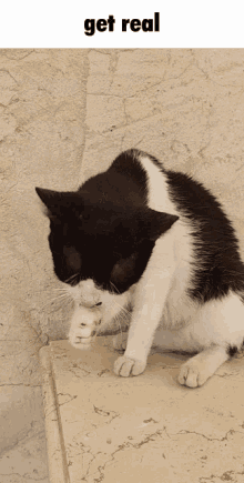 Cat Cat Licking Itself GIF - Cat Cat Licking Itself Get Real GIFs