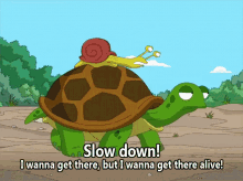 turtle slowdown alive snail piggyback ride