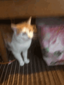 Linus Cat GIF - Linus Cat Leaving GIFs