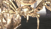 a gold spider with a swirl design on it 's body