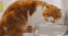 Water Cat GIF - Water Cat Drinking GIFs