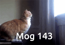 Mog Mogcat GIF - Mog Mogcat 143 GIFs