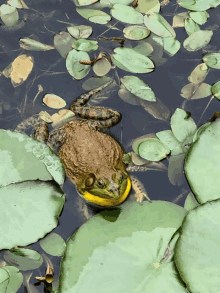 Gribbit Frog GIF - Gribbit Frog Bullfrog GIFs