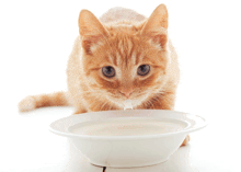 a cat drinking milk from a white bowl on a table
