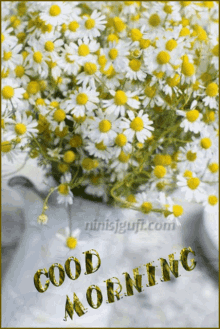 good morning chamomile summer flowers