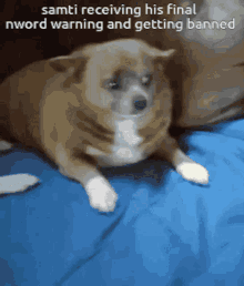 Im Warning You Scolded GIF - Im Warning You Scolded Sad Dog GIFs
