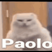 Paolo Angry Cat GIF