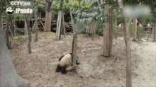 Panda Fall GIF - Panda Fall Interrupt GIFs