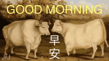 Good Morning Funny Animals GIF - Good Morning Funny Animals 早安 GIFs