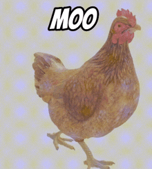 Moo Chicken GIF - Moo Chicken Chicken Moo GIFs