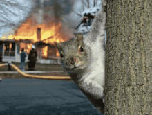 Squirrel Burn GIF - Squirrel Burn House GIFs