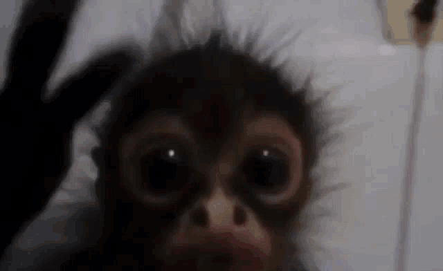 scared monkey face