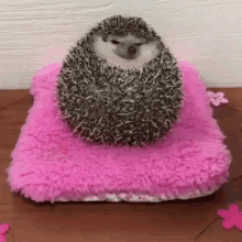 Hedgehog Fat GIF - Hedgehog Fat GIFs