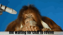 Monkey Dead Chat GIF - Monkey Dead Chat Revive Chat GIFs