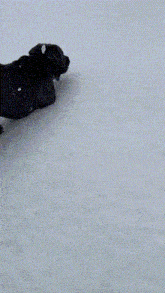 Cane Corso Magnus GIF - Cane Corso Magnus Snow Dog GIFs