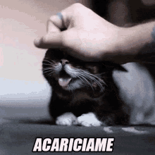 Acariciame GIF - Cat Pet Cute GIFs