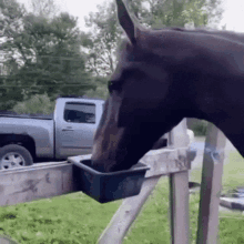 The Horse GIF - The Horse GIFs