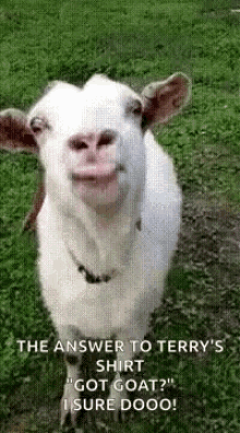 Goat Eat Out GIF - Goat Eat Out Eating Out GIFs