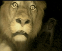 a close up of a lion 's face looking at the camera