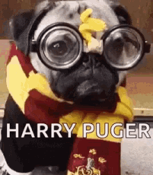 So Cute Pug GIF - So Cute Pug Harry Puger GIFs