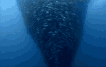swarm fish fish tornado under water ocean
