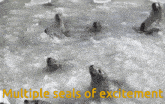 a group of seals are swimming in the water with the words multiple seals of excitement above them