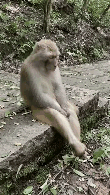 Cliç Cliçmonkey GIF - Cliç Cliçmonkey Monkey GIFs